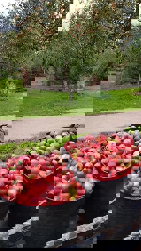 baskets of apples in orchard