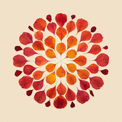 artwork made with red and orange petals in a geometric circular pattern